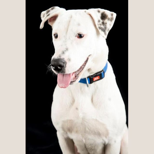 Photo of Sheba