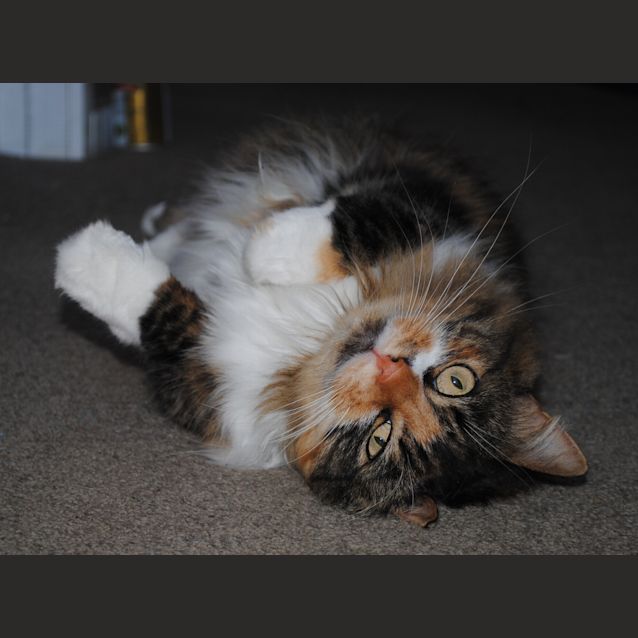 Photo of Tigger *Adoption Pending*