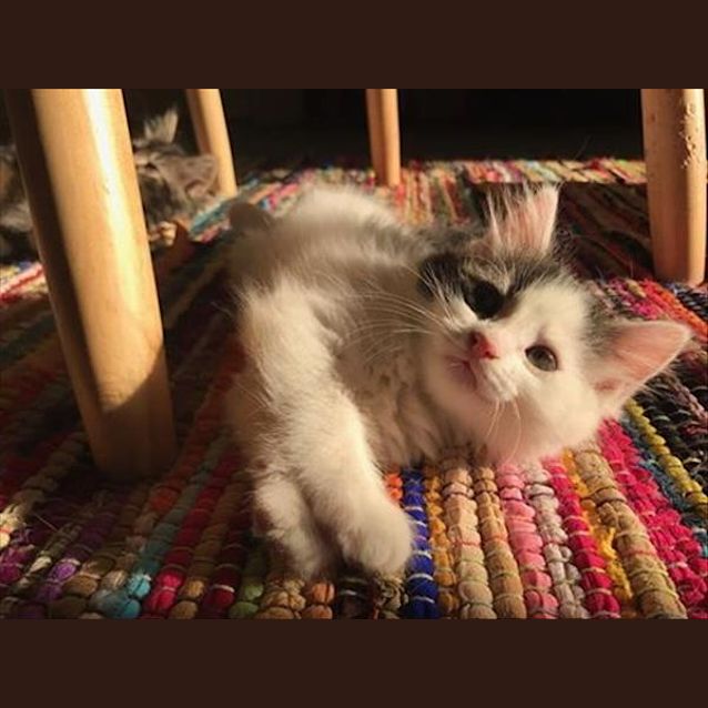 Photo of Wonky