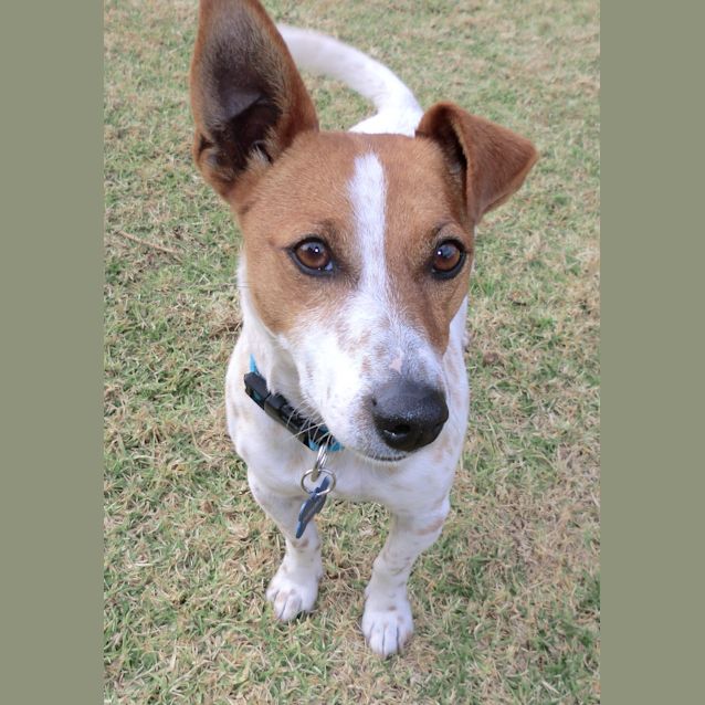 Photo of Rusty *On Trial In His New Home*