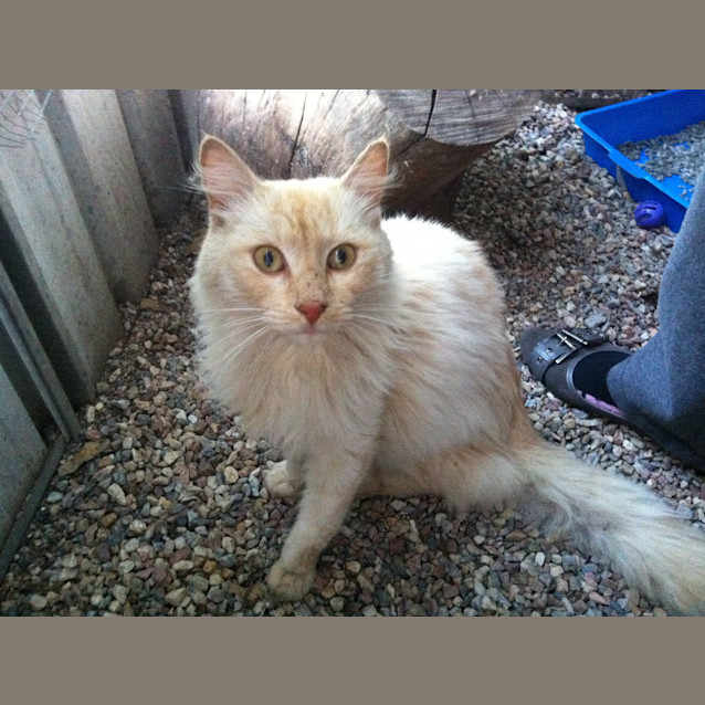 Photo of Austin The Wondercat