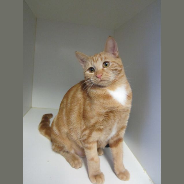 Photo of Bop