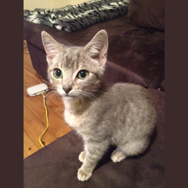 Photo of Sampson
