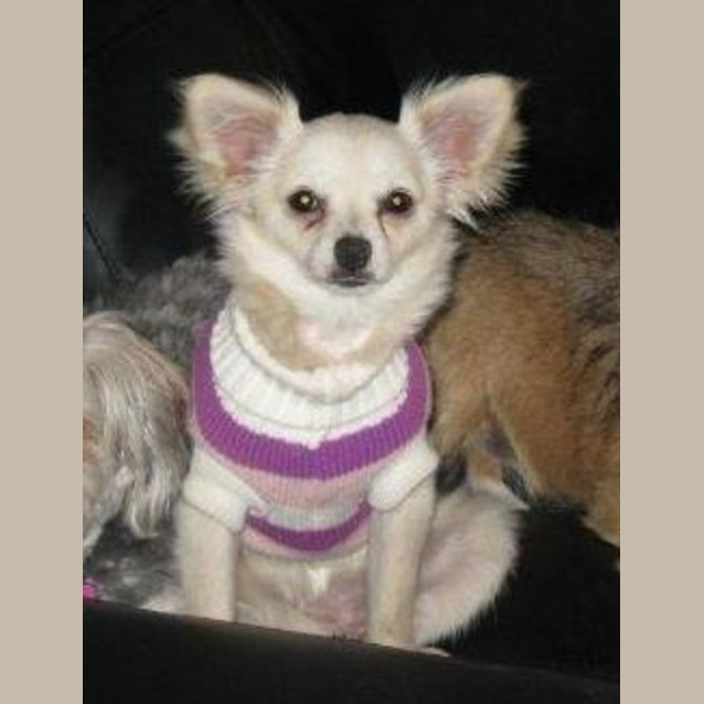 Photo of Sassy *On Trial In Her New Home*
