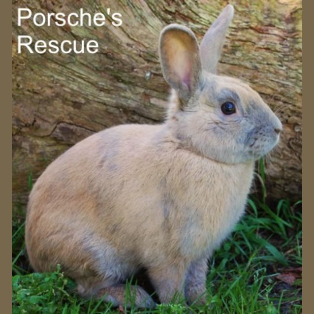 Photo of Albert  Desexed And Vaccinated