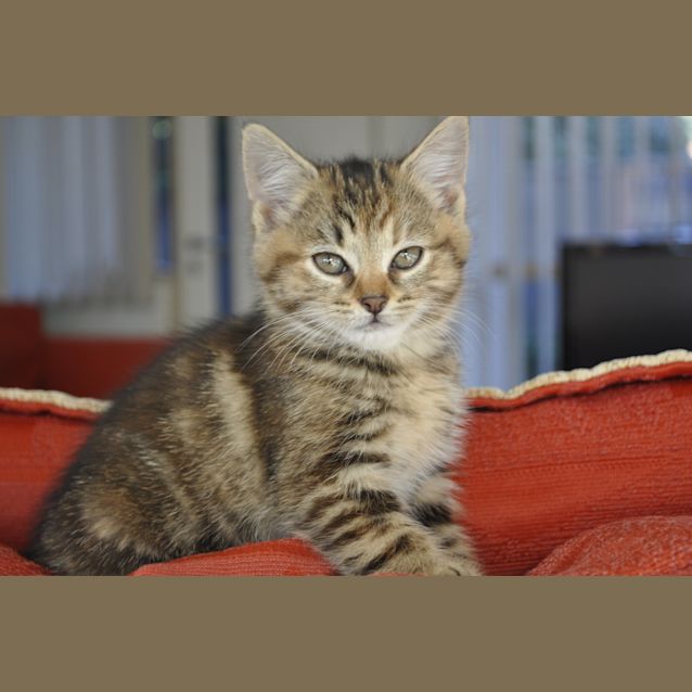 Photo of Caramel
