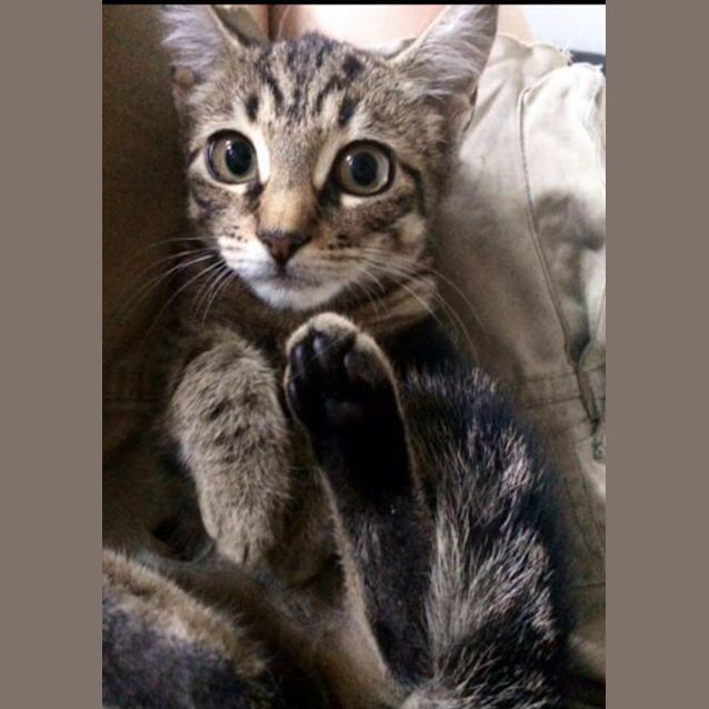 Photo of 4 Kit Cats!