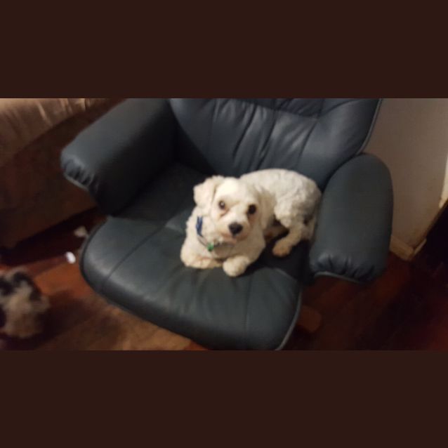 Photo of Bailey (Adoption Pending)