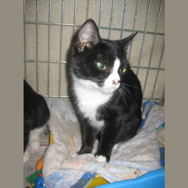 Photo of Speckle Adoption Pending