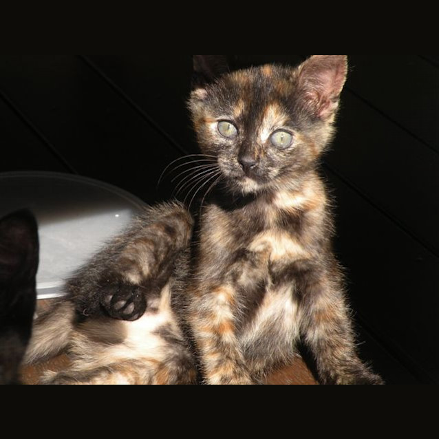 Photo of Lily
