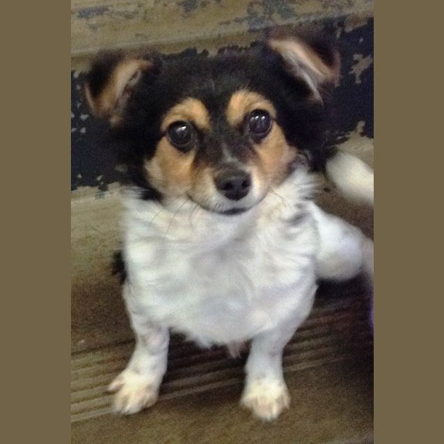 Photo of Ruby