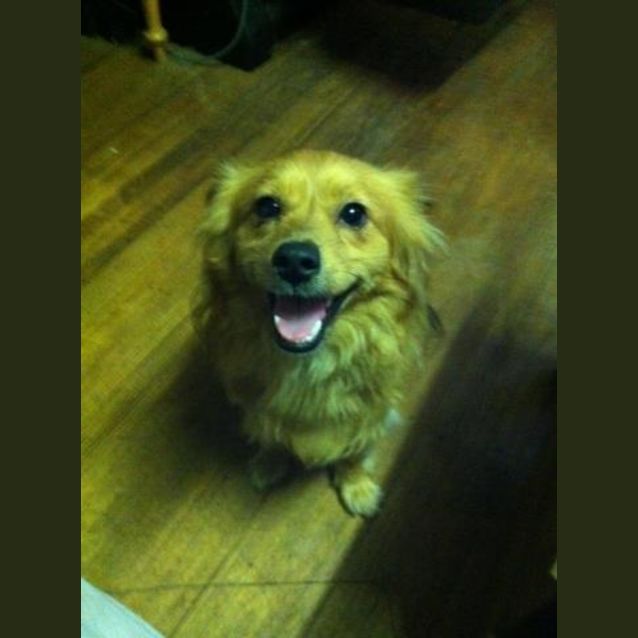 Photo of Banjo