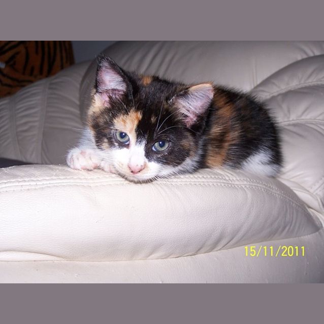 Photo of Ginna