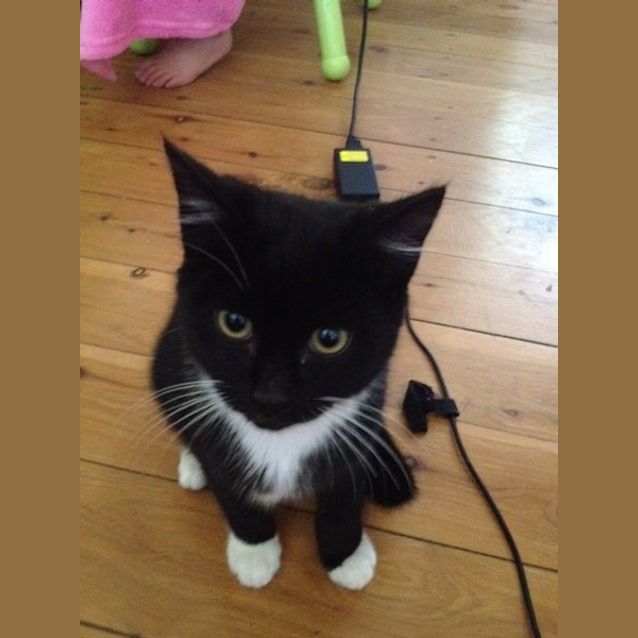 Photo of Scout