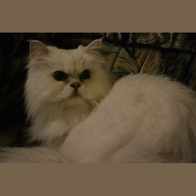 Photo of Winston * Adopted *