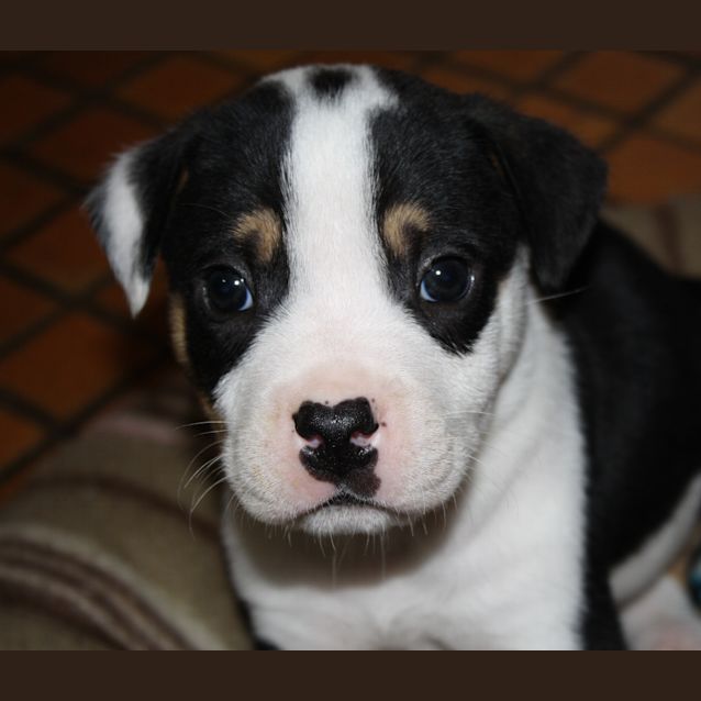 Photo of Puck (On Trial In My New Home)