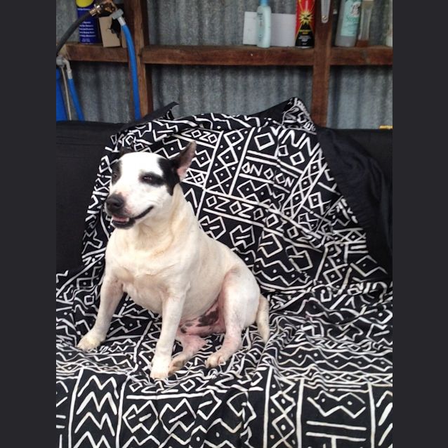 Photo of Sammy (Av526)