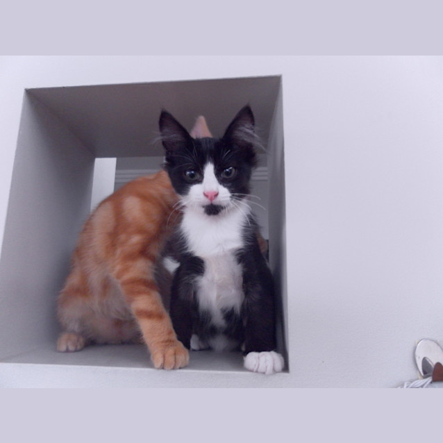 Photo of Hankie