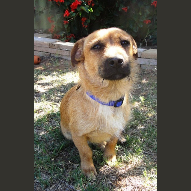 Photo of Gus (D2166) 