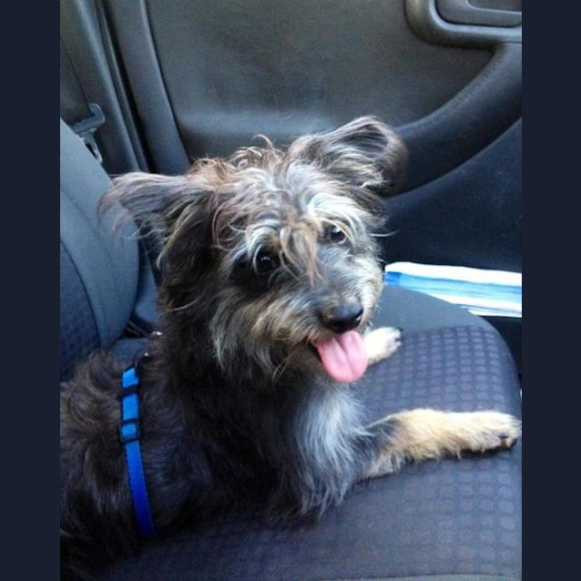 Photo of Scruffy