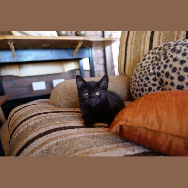 Photo of C1196 Venus