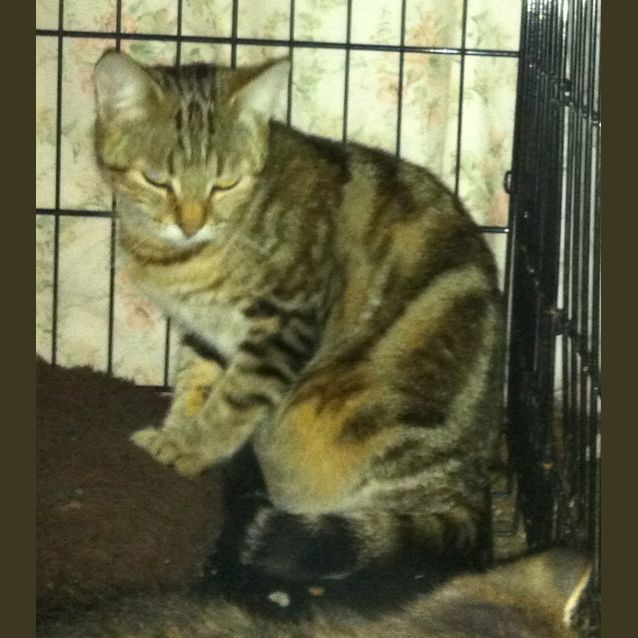 Photo of Momo $120