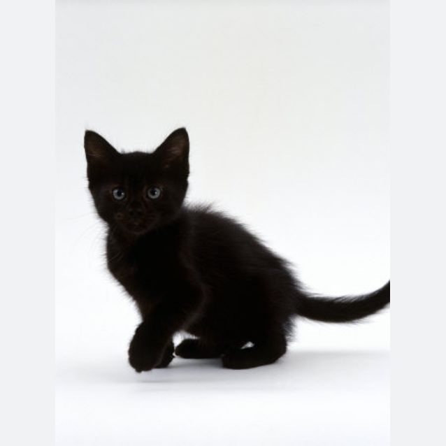 Photo of Dark Knight