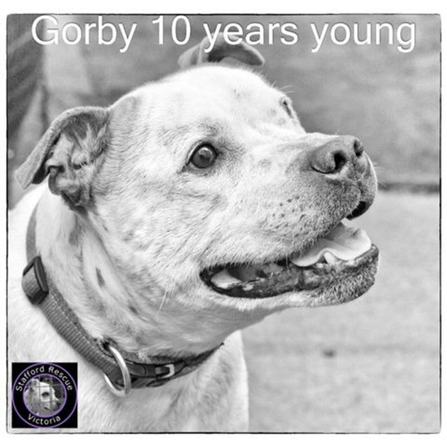 Photo of Gorby