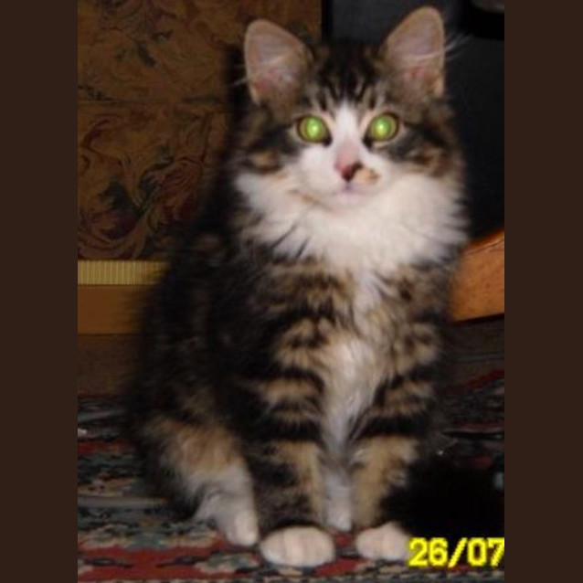 Photo of Ferdy