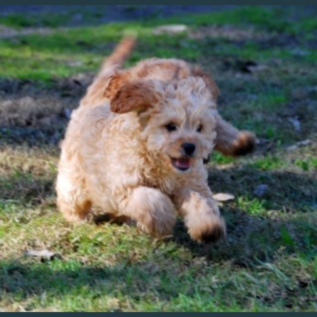 Photo of Oscar Cavoodle