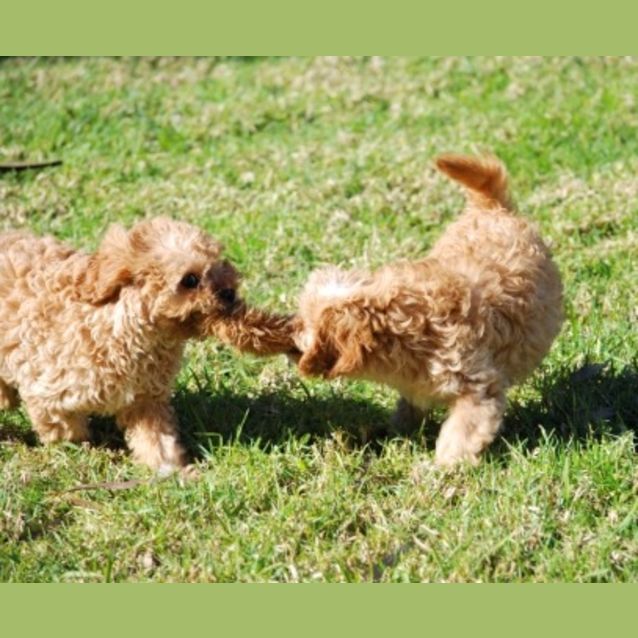 Photo of Amy Cavoodle