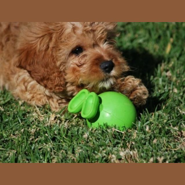Photo of Oscar Cavoodle
