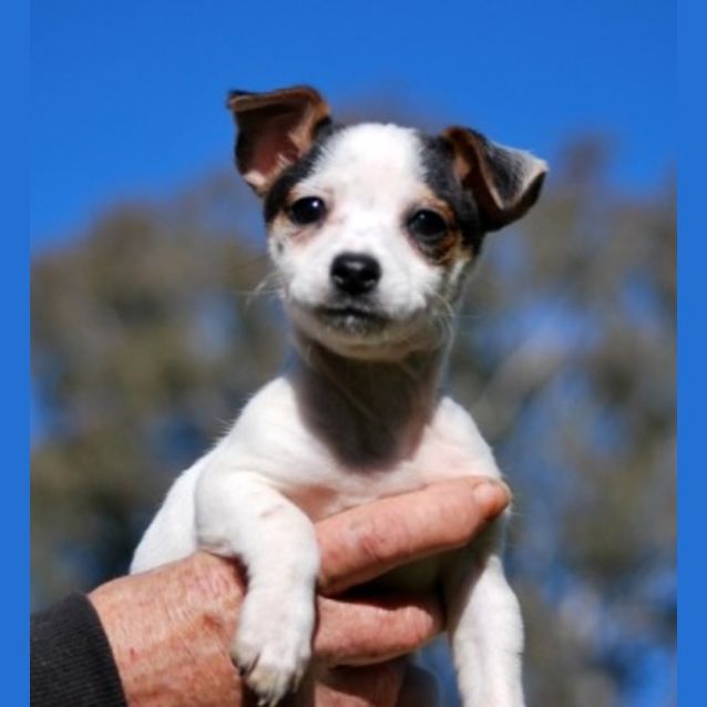 Photo of Teeny Tiny Felix