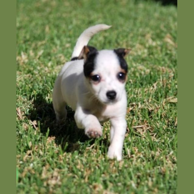 Photo of Teeny Tiny Felix