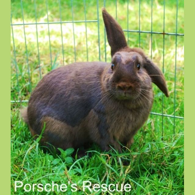 Photo of Wizz  Desexed