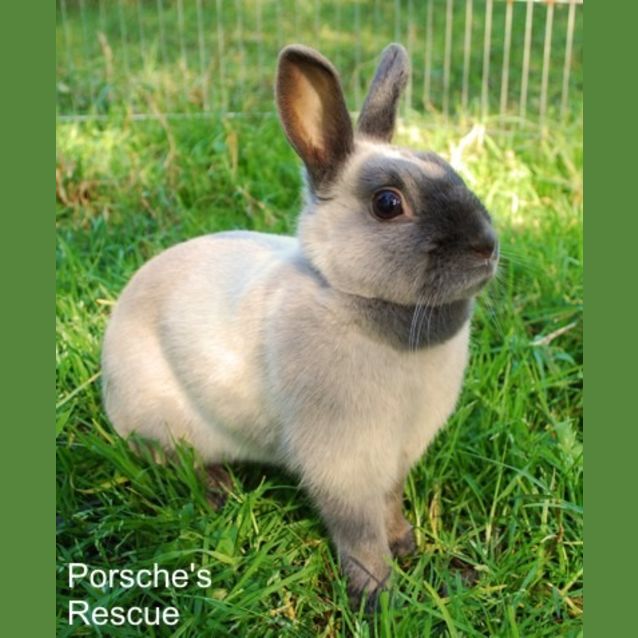 Photo of Hoppy   Vaccinated And Desexed On Hold