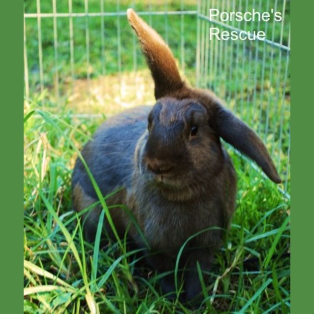 Photo of Wizz  Desexed