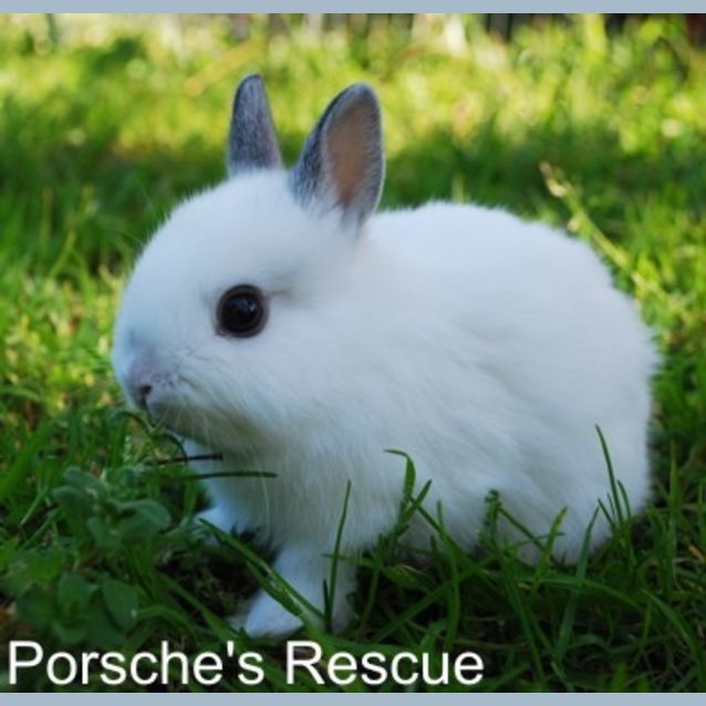 Photo of Los Angeles   Desexed And Vaccinated