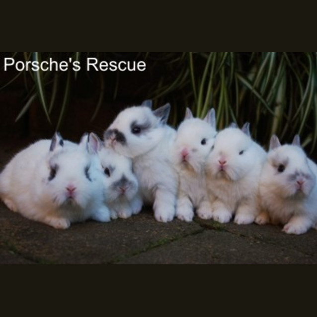 Photo of Mumbai   Desexed And Vaccinated   On Hold