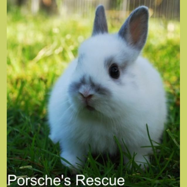 Photo of Jeddah   Desexed And Vacinated