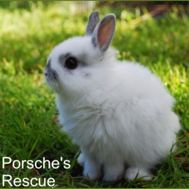 Photo of Manila   Desexed And Vaccinated  On Hold