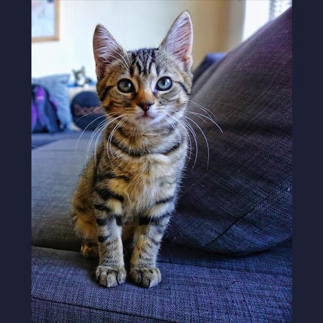 Photo of Pinto
