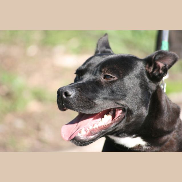 Photo of Bruiser