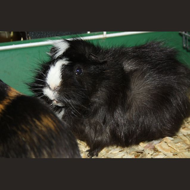 Photo of Grandmaster Flash