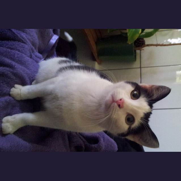 Photo of Alanis (Lahnie) *Adopted!*