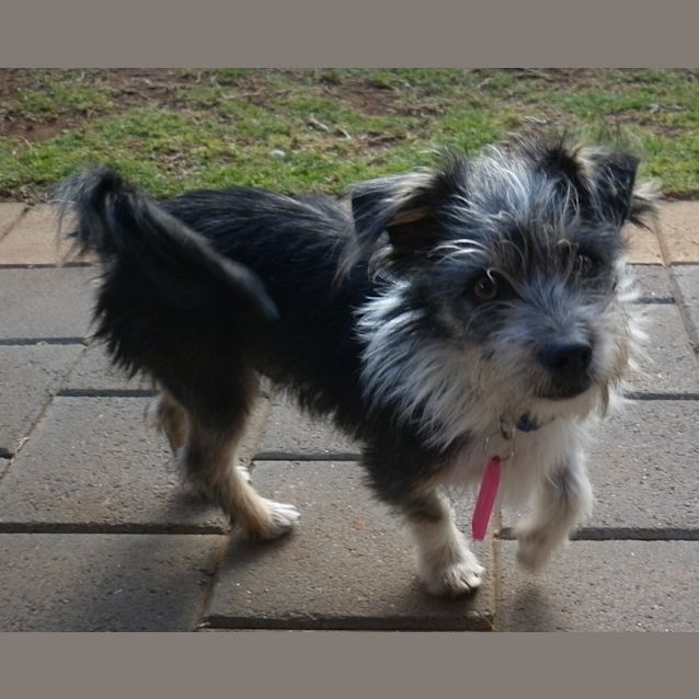 Photo of Jack *On Trial In His New Home*