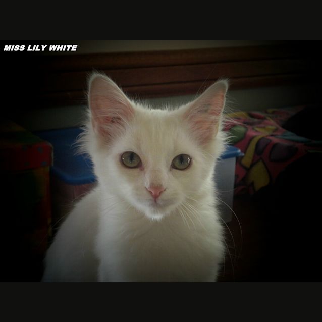Photo of Miss Lily White