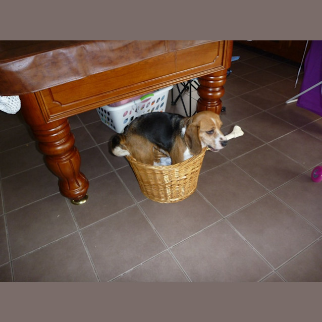 Photo of Bailey * On Trial*