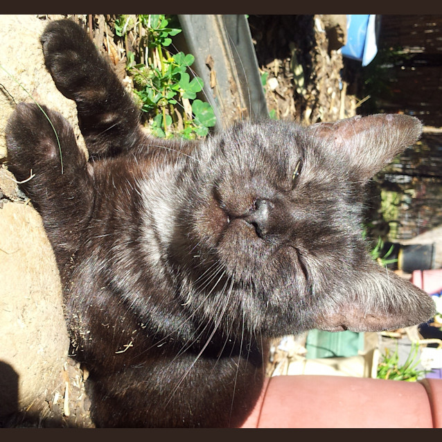 Photo of Gypsy Chocolate Tabby *Adopted!*