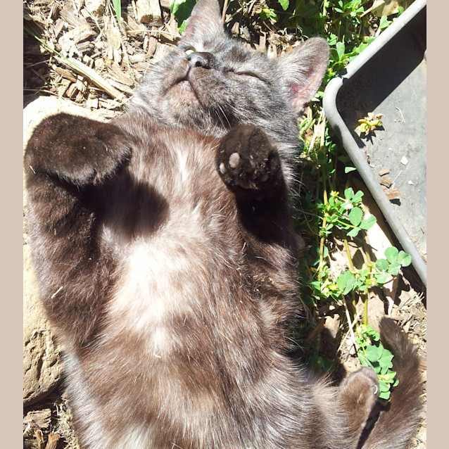 Photo of Gypsy Chocolate Tabby *Adopted!*